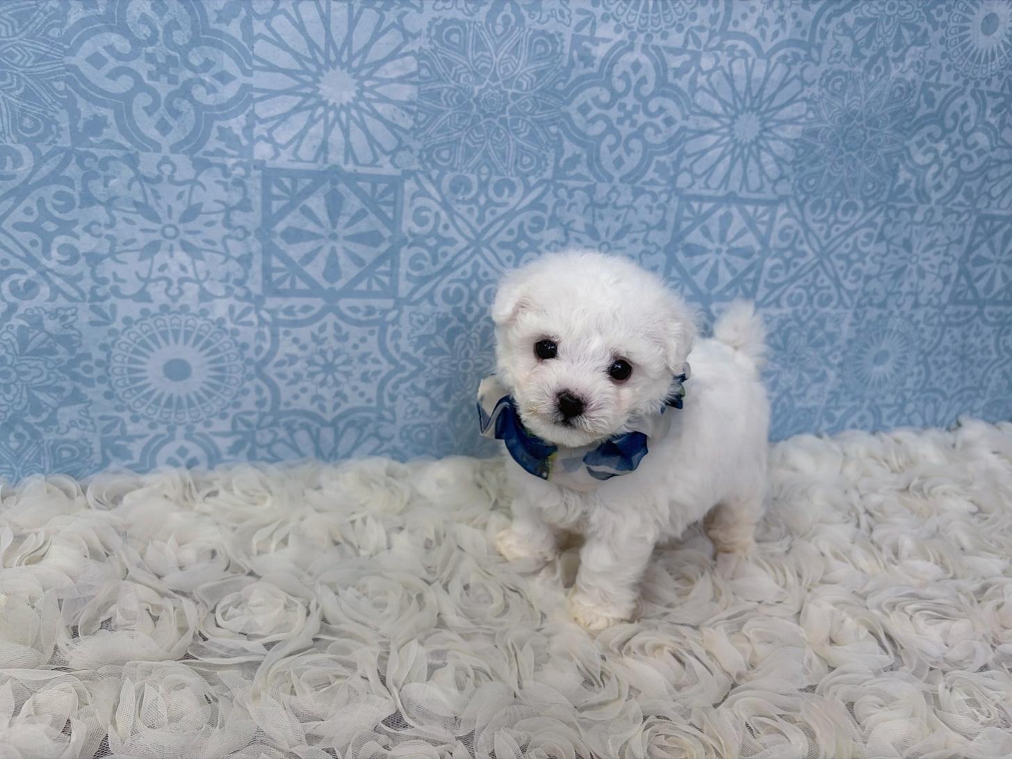 福岡県のビションフリーゼ (ぱぴぷぺっと福岡店/2026年2月13日生まれ/男の子/ホワイト)の子犬の4枚目の画像