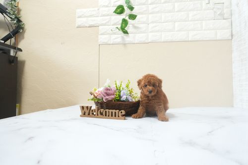 滋賀県のトイプードル(タイニー) (いっぷく湖南店/2025年12月16日生まれ/女の子/レッドフォーン)の子犬の2枚目の画像