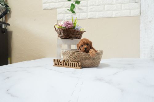 滋賀県のトイプードル(タイニー) (いっぷく湖南店/2025年12月16日生まれ/女の子/レッドフォーン)の子犬の4枚目の画像