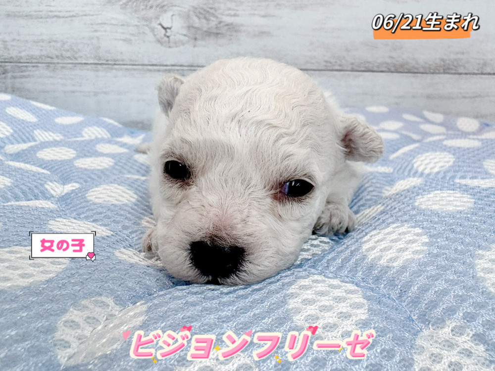 新潟県のビションフリーゼ (竹内ペット 新潟西店/2026年6月21日生まれ/男の子/ホワイト)の子犬の1枚目の画像