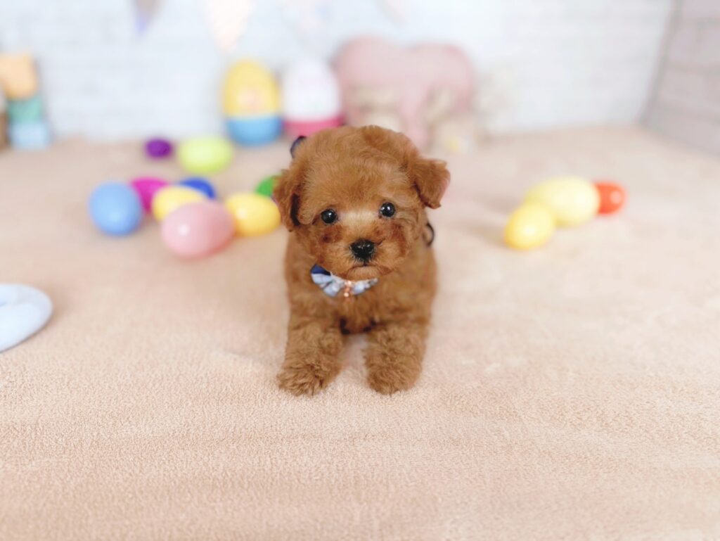 北海道のトイプードル(トイ) (ペットショップだんぼ/2026年5月7日生まれ/男の子/レッド)の子犬の1枚目の画像