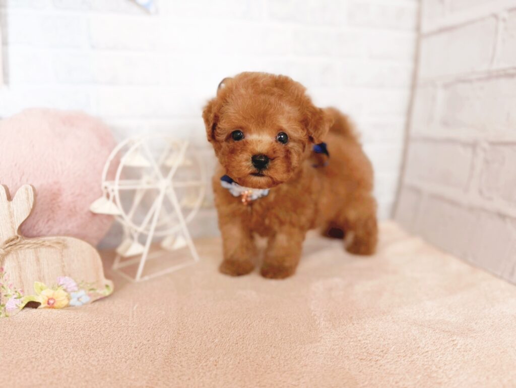 北海道のトイプードル(トイ) (ペットショップだんぼ/2026年5月7日生まれ/男の子/レッド)の子犬の2枚目の画像