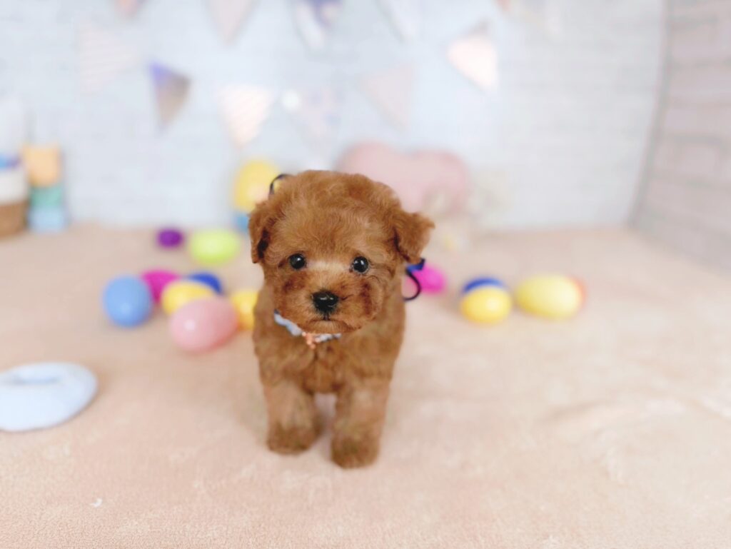 北海道のトイプードル(トイ) (ペットショップだんぼ/2026年5月7日生まれ/男の子/レッド)の子犬の3枚目の画像