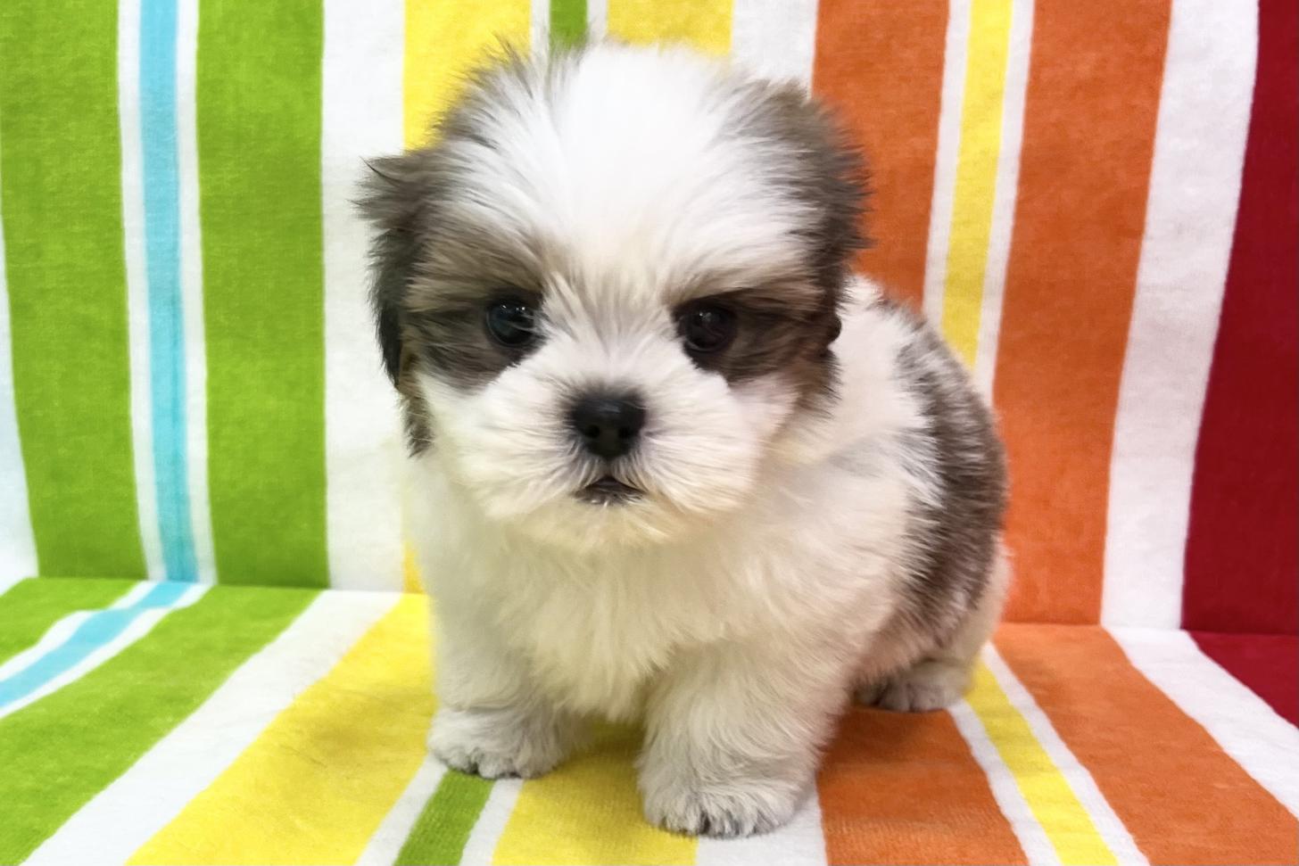 愛知県のシーズー (ハピースペット一宮三条アミーゴ店/2025年10月15日生まれ/女の子/ゴールドホワイト)の子犬の1枚目の画像