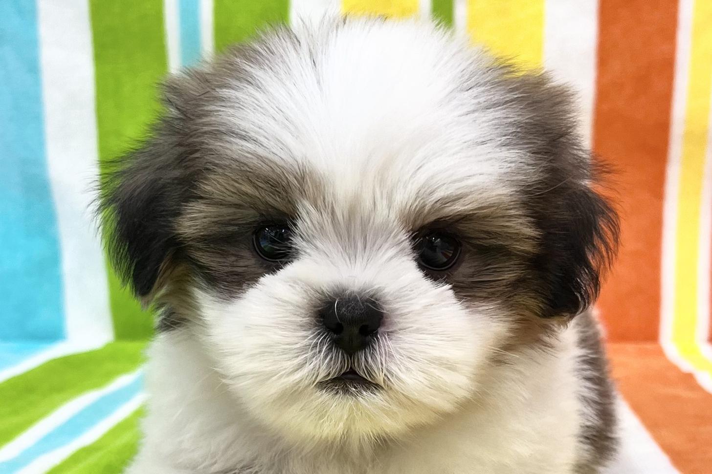 愛知県のシーズー (ハピースペット一宮三条アミーゴ店/2025年10月15日生まれ/女の子/ゴールドホワイト)の子犬の2枚目の画像