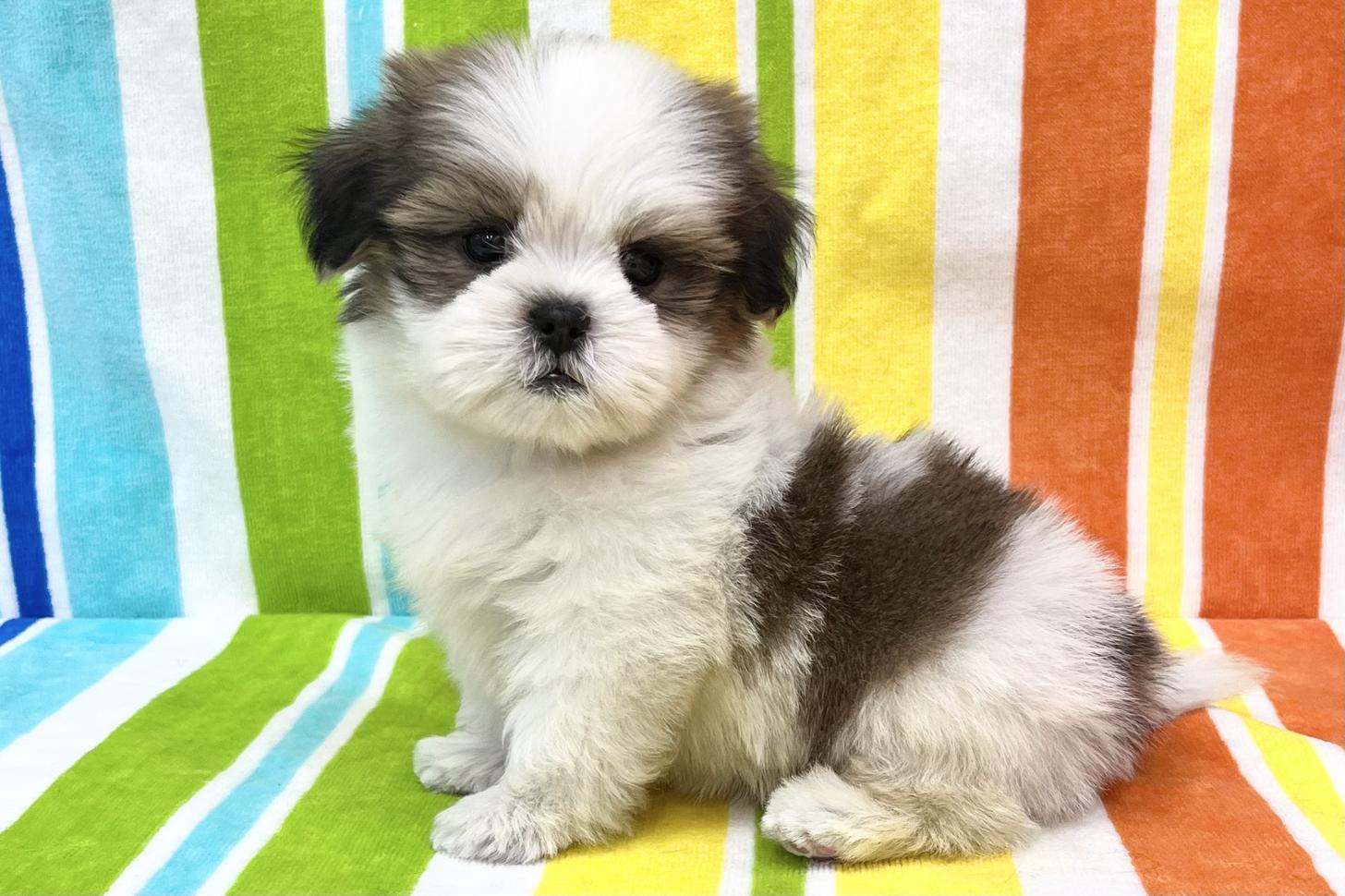 愛知県のシーズー (ハピースペット一宮三条アミーゴ店/2025年10月15日生まれ/女の子/ゴールドホワイト)の子犬の3枚目の画像