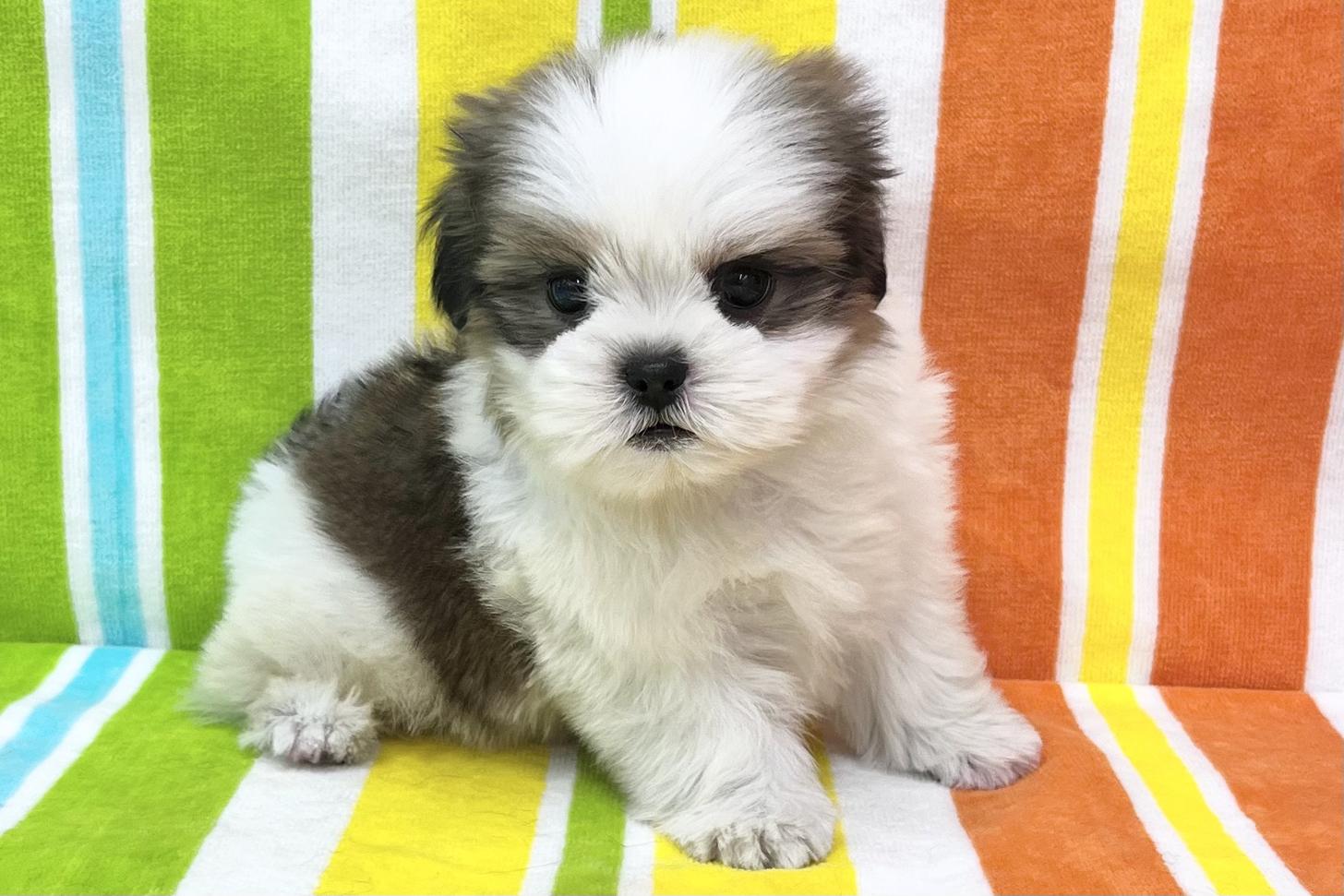 愛知県のシーズー (ハピースペット一宮三条アミーゴ店/2025年10月15日生まれ/女の子/ゴールドホワイト)の子犬の4枚目の画像