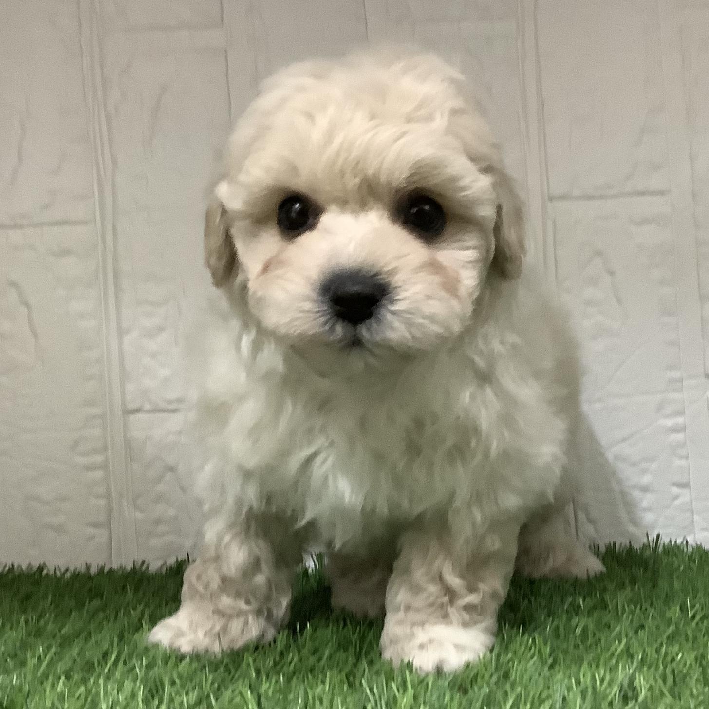 福岡県のペキプー(ペキニーズ×プードル) (ドッグズホーム旗崎店/2025年12月1日生まれ/男の子/クリーム)の子犬