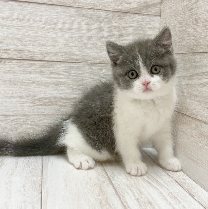 千葉県のブリティッシュショートヘアー (ペピカファミリー松戸店/2026年1月24日生まれ/女の子/ブルーホワイト)の子猫