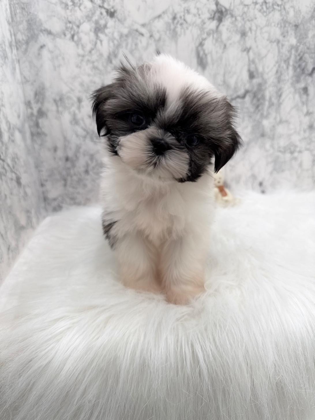埼玉県のシーズー (PETSHOP FATIS/2025年10月14日生まれ/女の子/ホワイトゴールド)の子犬の1枚目の画像