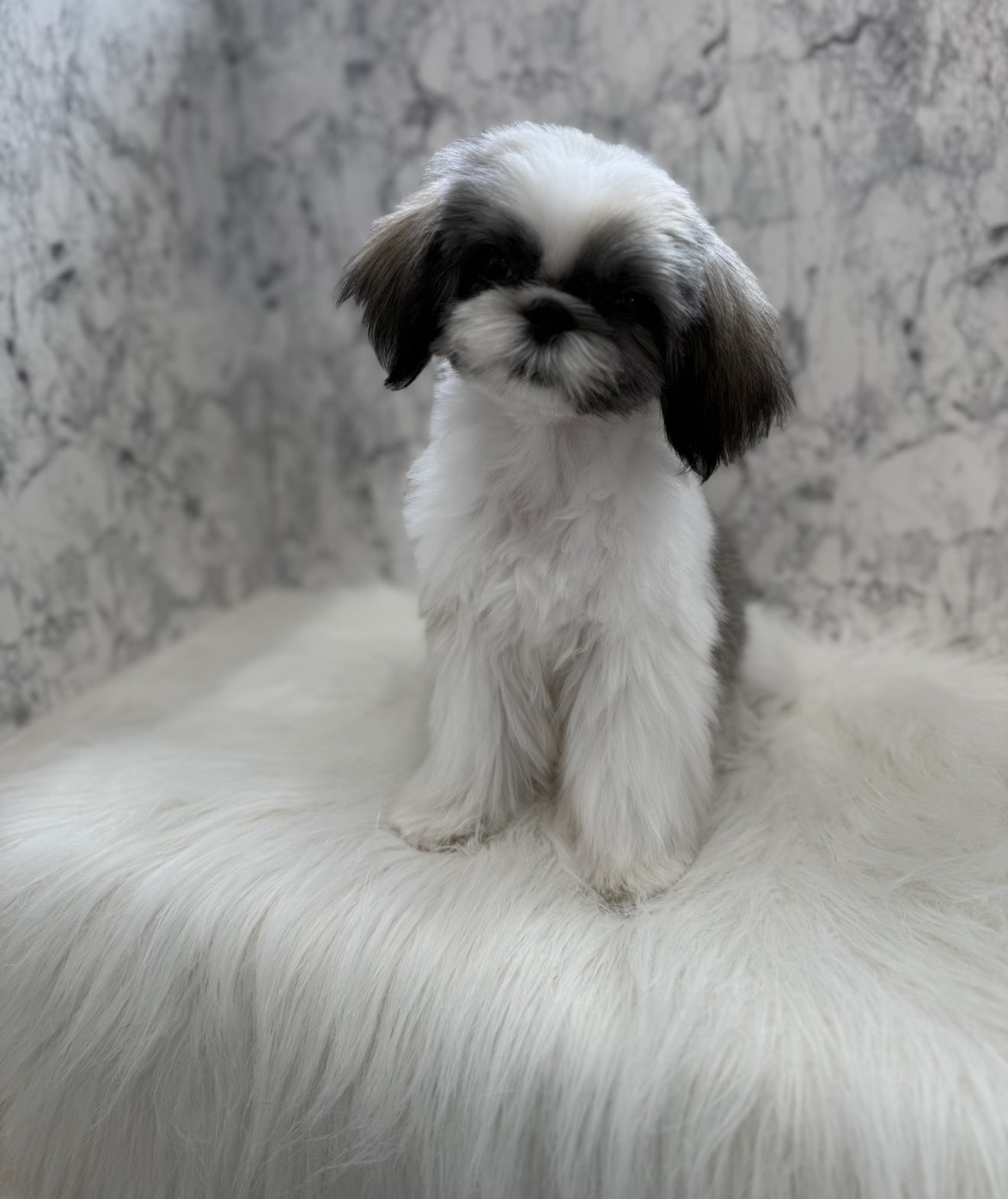 埼玉県のシーズー (PETSHOP FATIS/2025年10月14日生まれ/女の子/ホワイトゴールド)の子犬の1枚目の画像