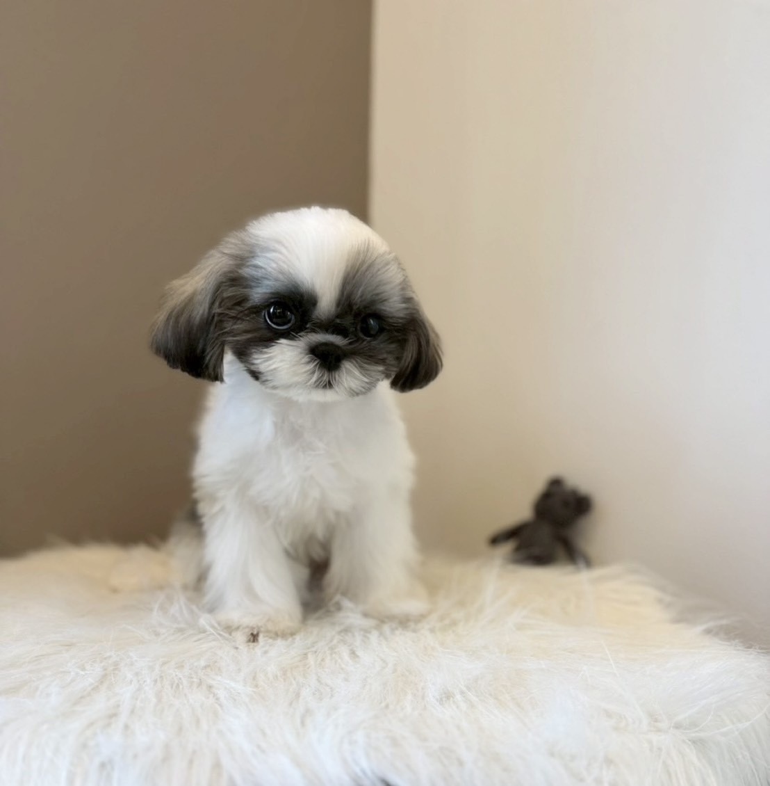 埼玉県のシーズー (PETSHOP FATIS/2025年10月14日生まれ/女の子/ホワイトゴールド)の子犬の1枚目の画像