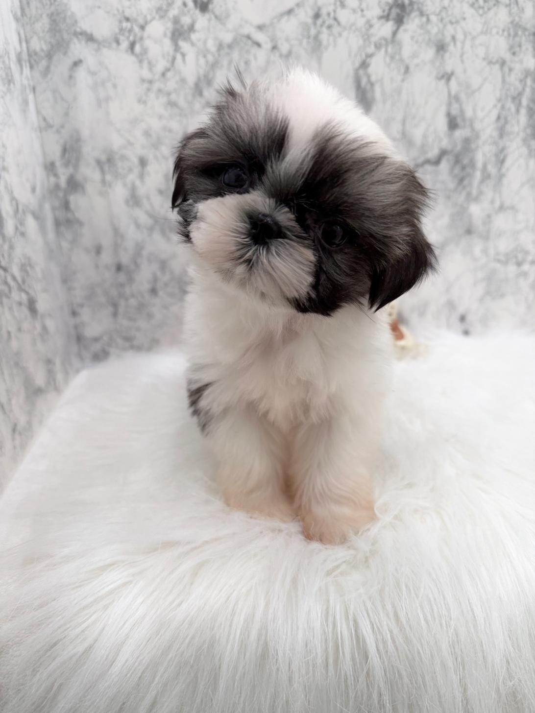 埼玉県のシーズー (PETSHOP FATIS/2025年10月14日生まれ/女の子/ホワイトゴールド)の子犬の2枚目の画像