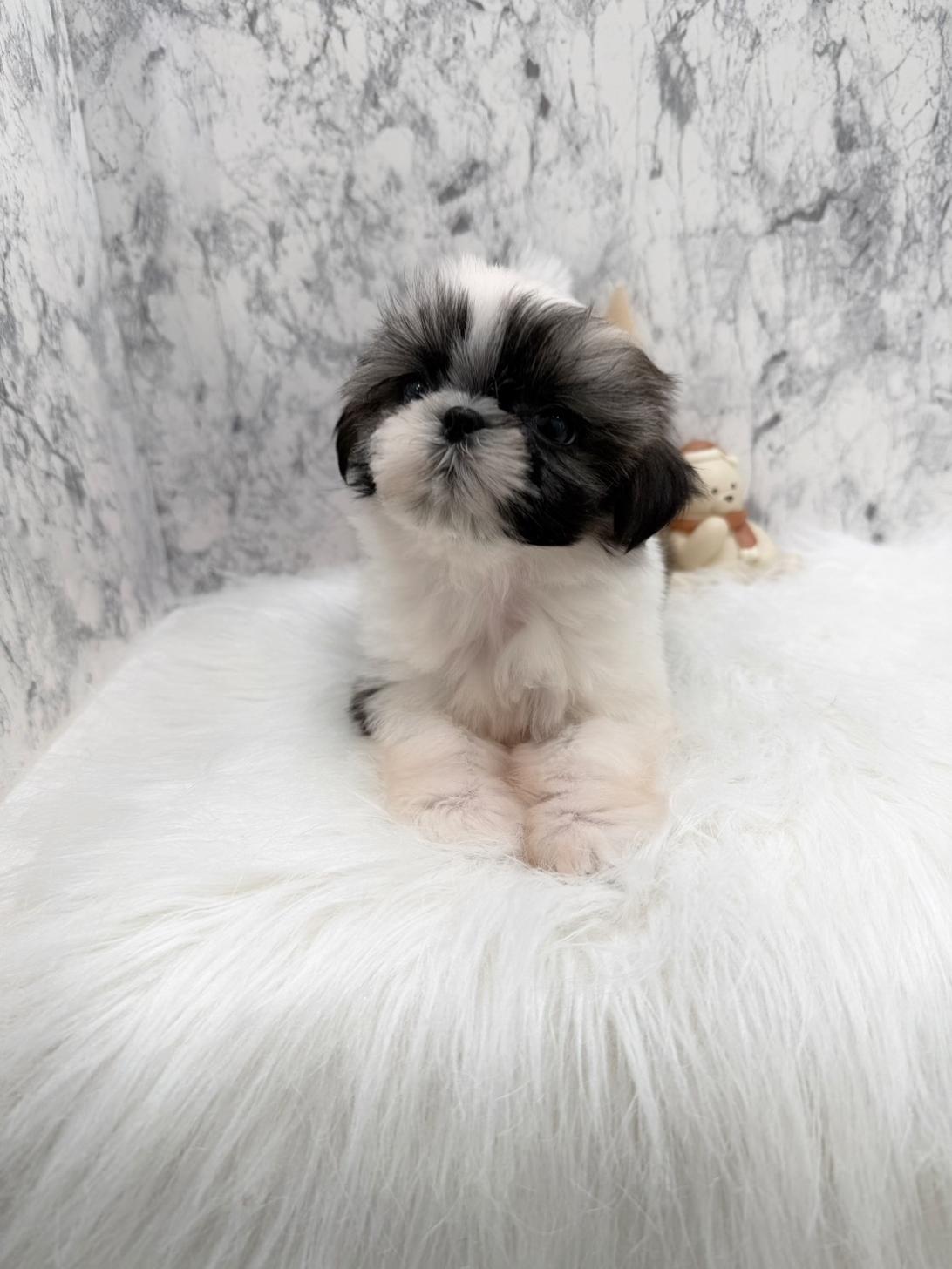 埼玉県のシーズー (PETSHOP FATIS/2025年10月14日生まれ/女の子/ホワイトゴールド)の子犬の3枚目の画像
