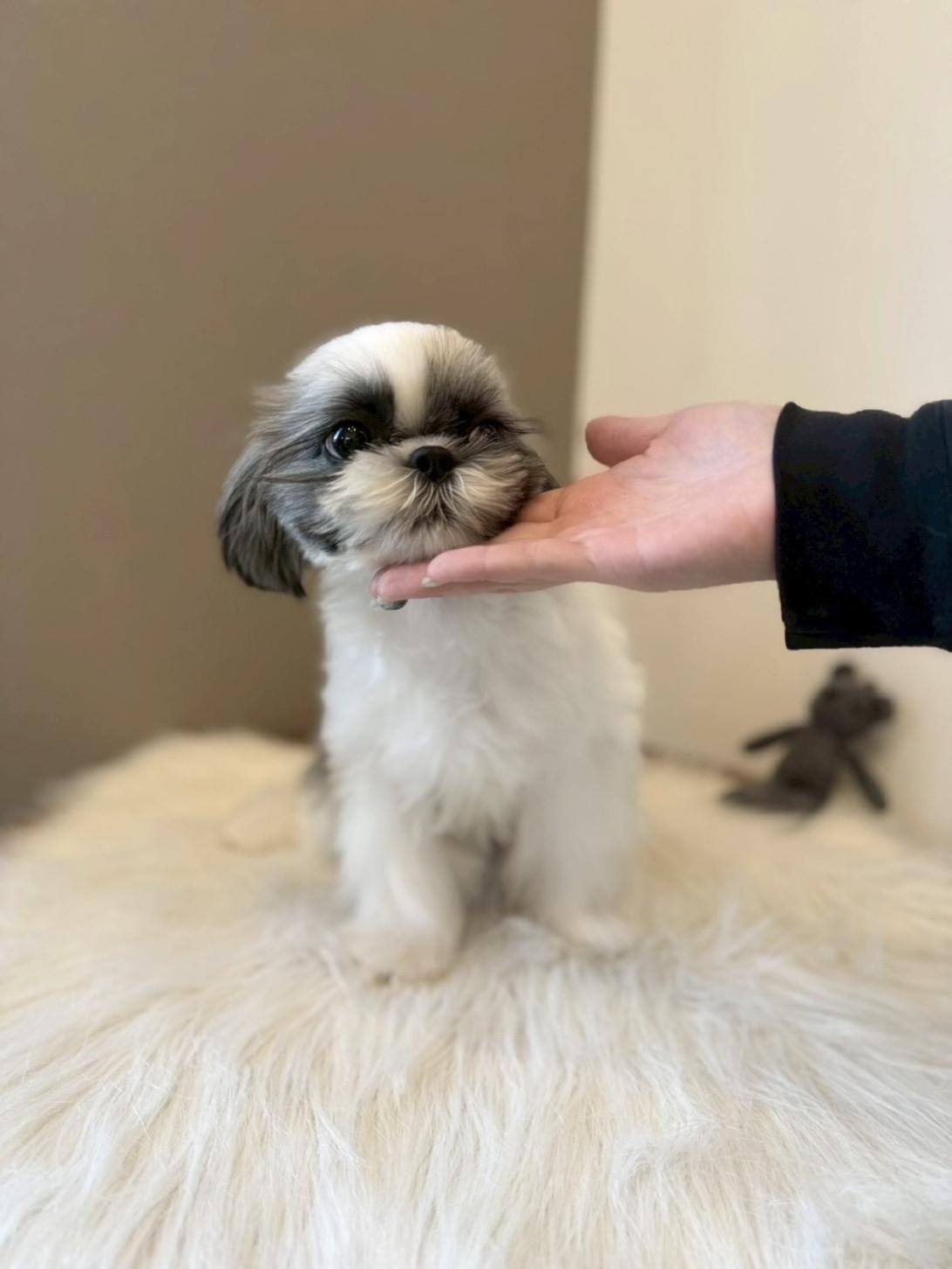 埼玉県のシーズー (PETSHOP FATIS/2025年10月14日生まれ/女の子/ホワイトゴールド)の子犬の3枚目の画像