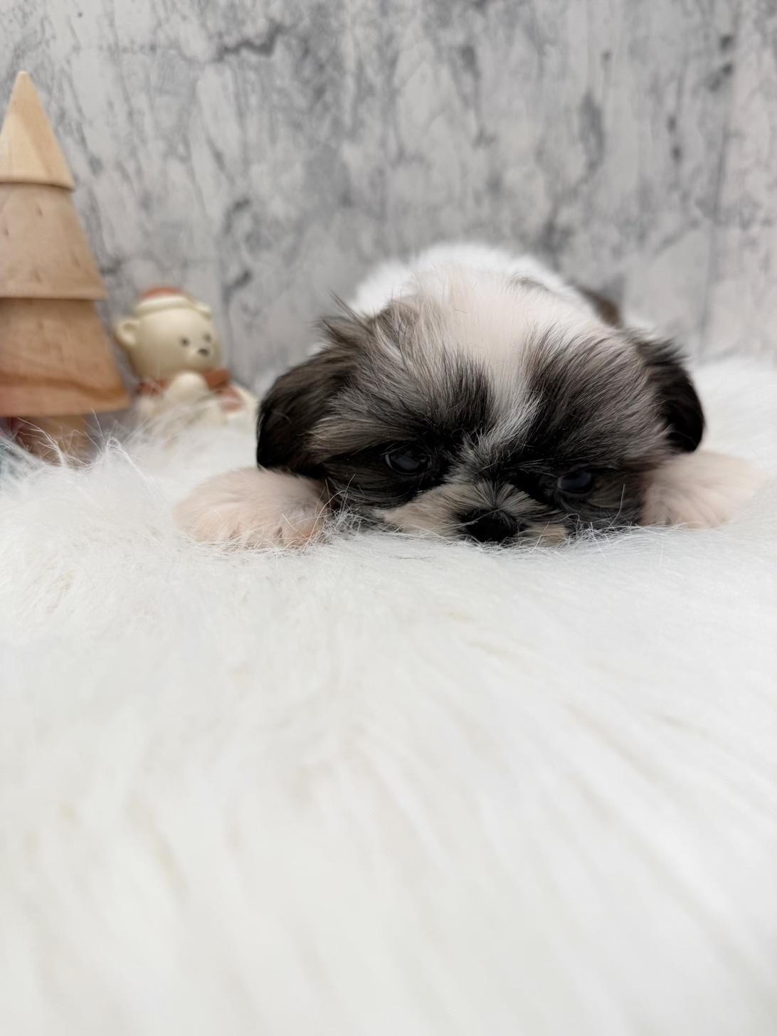 埼玉県のシーズー (PETSHOP FATIS/2025年10月14日生まれ/女の子/ホワイトゴールド)の子犬の4枚目の画像