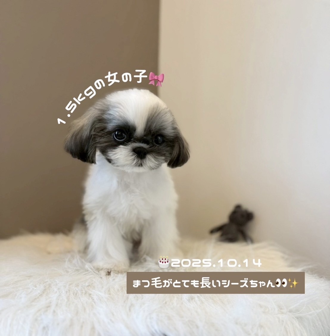 埼玉県のシーズー (PETSHOP FATIS/2025年10月14日生まれ/女の子/ホワイトゴールド)の子犬の4枚目の画像