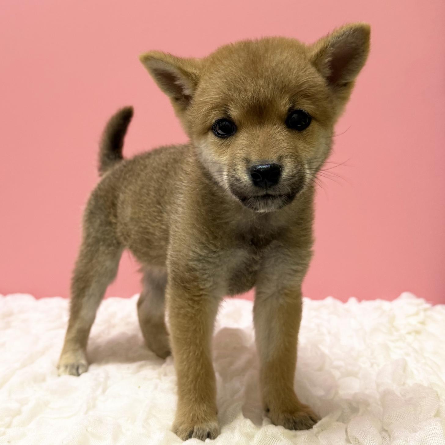 大阪府の柴犬(標準サイズ) (ペットプラザ大東御領店/2026年8月2日生まれ/女の子/赤)の子犬の1枚目の画像