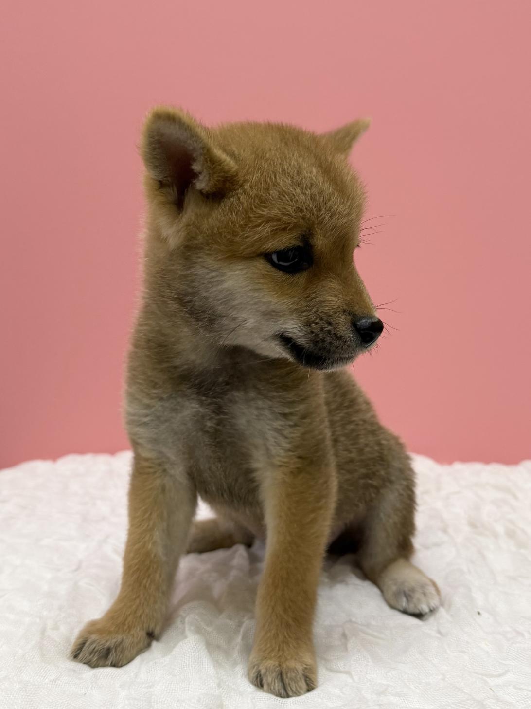 大阪府の柴犬(標準サイズ) (ペットプラザ大東御領店/2026年8月2日生まれ/女の子/赤)の子犬の2枚目の画像