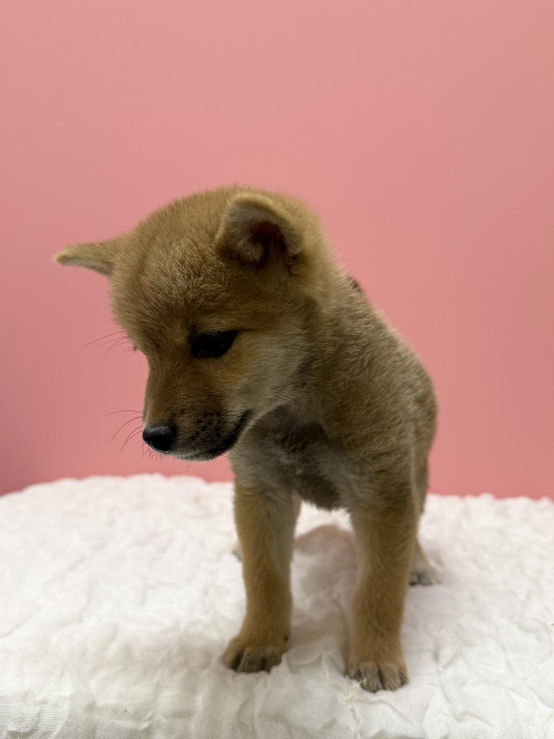 大阪府の柴犬(標準サイズ) (ペットプラザ大東御領店/2026年8月2日生まれ/女の子/赤)の子犬の3枚目の画像
