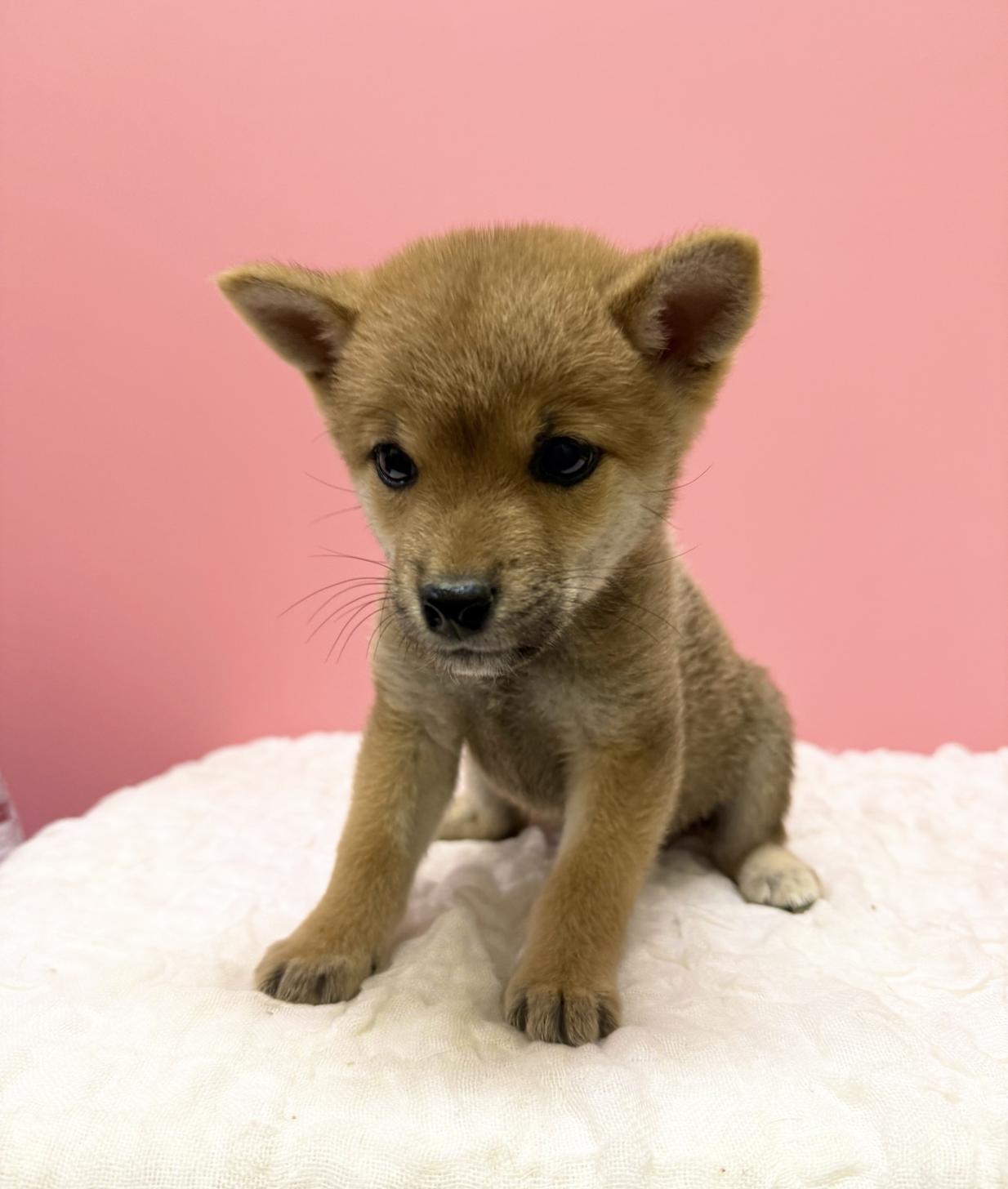 大阪府の柴犬(標準サイズ) (ペットプラザ大東御領店/2026年8月2日生まれ/女の子/赤)の子犬の4枚目の画像