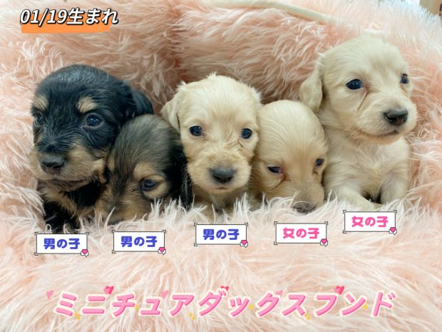 新潟県のミニチュアダックスフンド(ロング) (竹内ペット 新津本店/2026年1月19日生まれ/男の子/その他色)の子犬の1枚目の画像