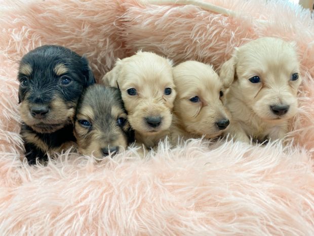 新潟県のミニチュアダックスフンド(ロング) (竹内ペット 新津本店/2026年1月19日生まれ/男の子/その他色)の子犬の2枚目の画像