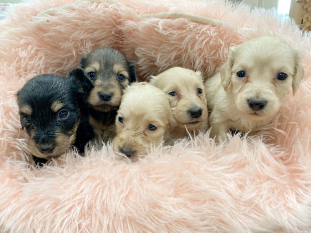 新潟県のミニチュアダックスフンド(ロング) (竹内ペット 新津本店/2026年1月19日生まれ/男の子/その他色)の子犬の3枚目の画像