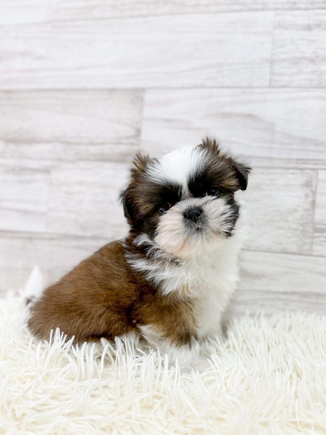 神奈川県のシーズー (ペッツコンシェル川崎小田栄店/2026年2月2日生まれ/男の子/ゴールドホワイト)の子犬