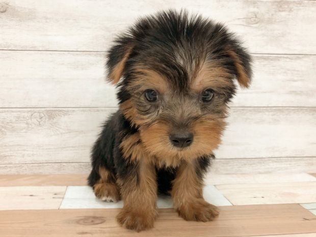 新潟県のヨークシャーテリア (竹内ペット 白根店/2025年9月7日生まれ/女の子/スチールブルー&タン)の子犬