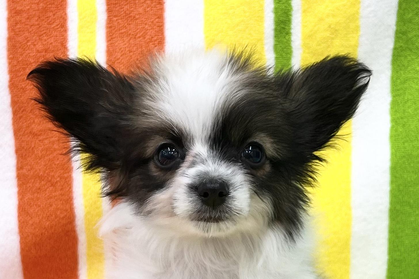 愛知県のパピヨン (ハピースペット一宮三条アミーゴ店/2025年12月20日生まれ/女の子/レッドセーブルホワイト)の子犬の2枚目の画像