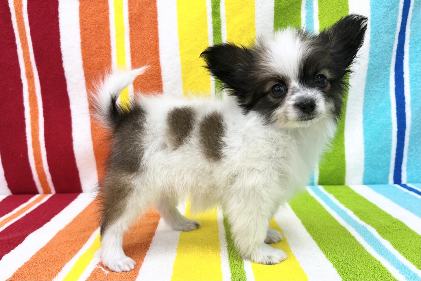 愛知県のパピヨン (ハピースペット一宮三条アミーゴ店/2025年12月20日生まれ/女の子/レッドセーブルホワイト)の子犬の3枚目の画像