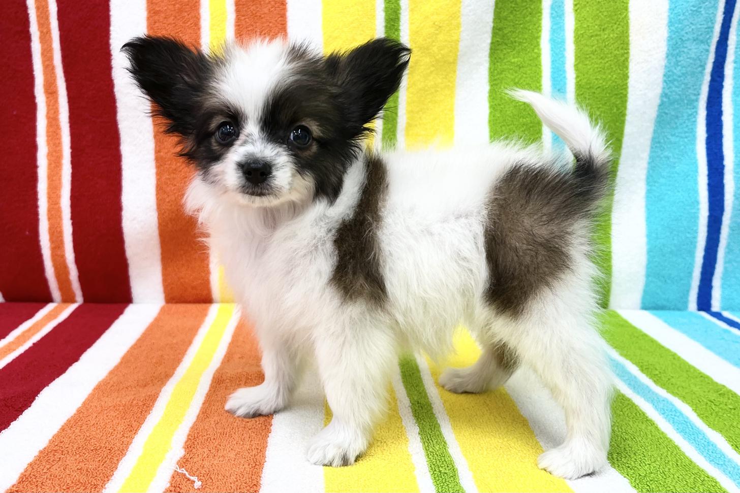 愛知県のパピヨン (ハピースペット一宮三条アミーゴ店/2025年12月20日生まれ/女の子/レッドセーブルホワイト)の子犬の4枚目の画像