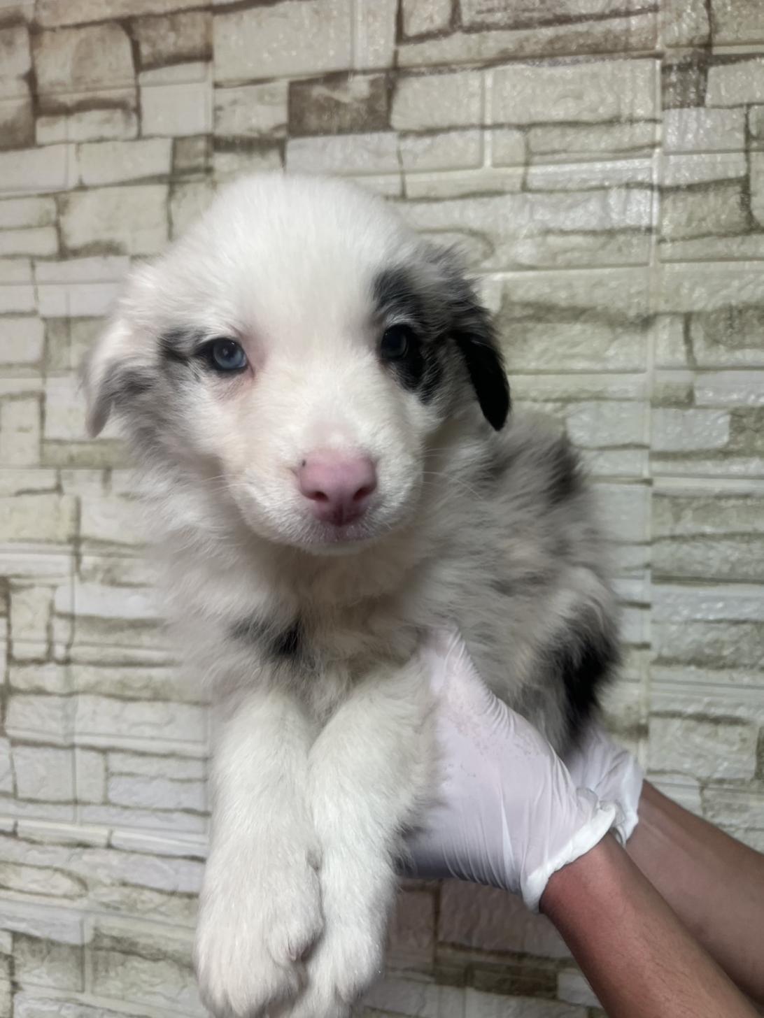 埼玉県のボーダーコリー (ペッツスマイル加須インター店/2025年12月6日生まれ/男の子/ブルーマール)の子犬の1枚目の画像