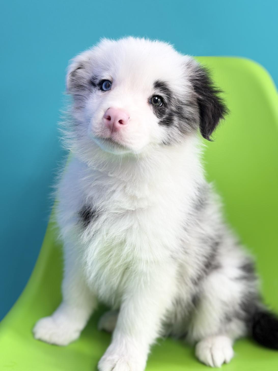 埼玉県のボーダーコリー (ペッツスマイル加須インター店/2025年12月6日生まれ/男の子/ブルーマール)の子犬の1枚目の画像