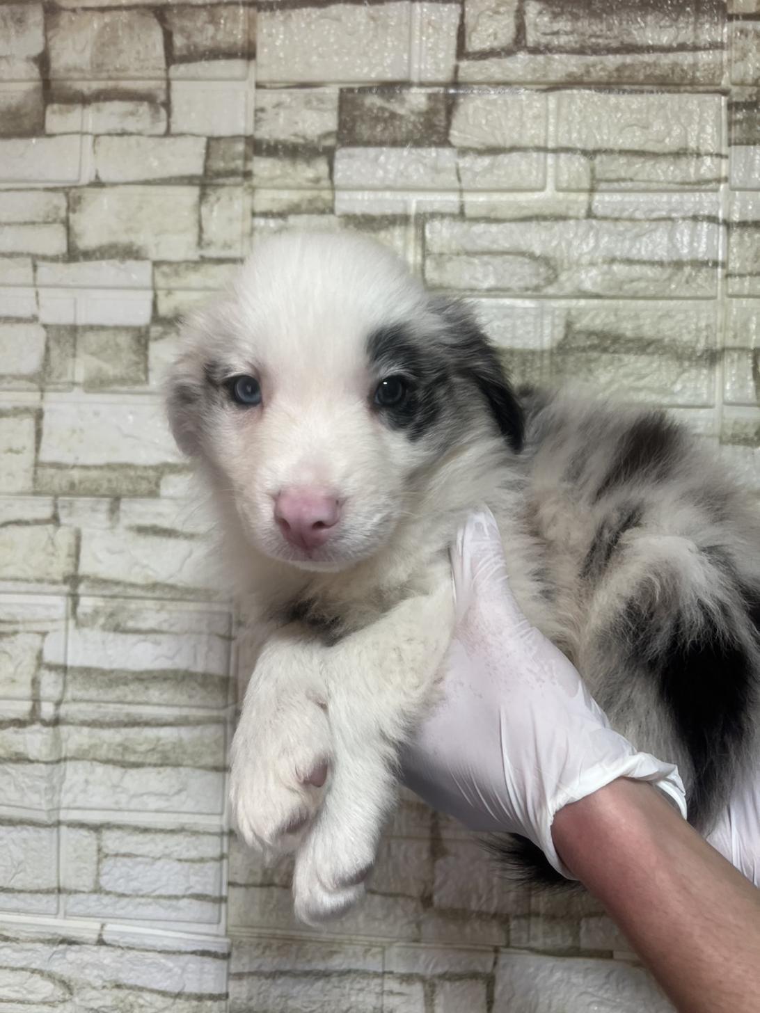 埼玉県のボーダーコリー (ペッツスマイル加須インター店/2025年12月6日生まれ/男の子/ブルーマール)の子犬の2枚目の画像