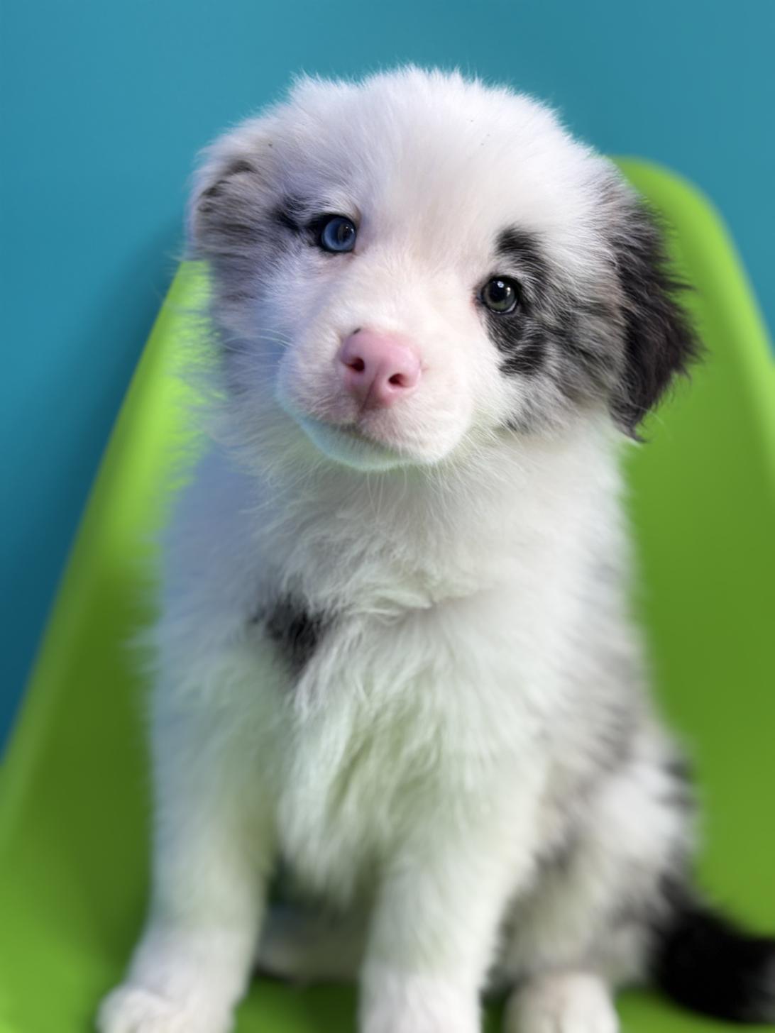 埼玉県のボーダーコリー (ペッツスマイル加須インター店/2025年12月6日生まれ/男の子/ブルーマール)の子犬の2枚目の画像