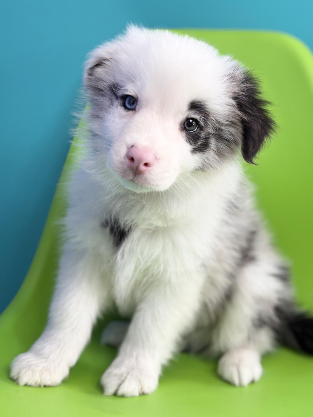 埼玉県のボーダーコリー (ペッツスマイル加須インター店/2025年12月6日生まれ/男の子/ブルーマール)の子犬の3枚目の画像