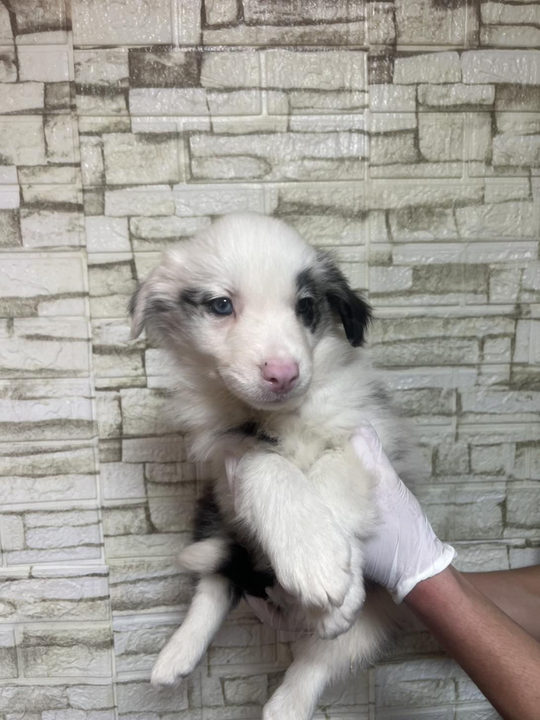 埼玉県のボーダーコリー (ペッツスマイル加須インター店/2025年12月6日生まれ/男の子/ブルーマール)の子犬の4枚目の画像