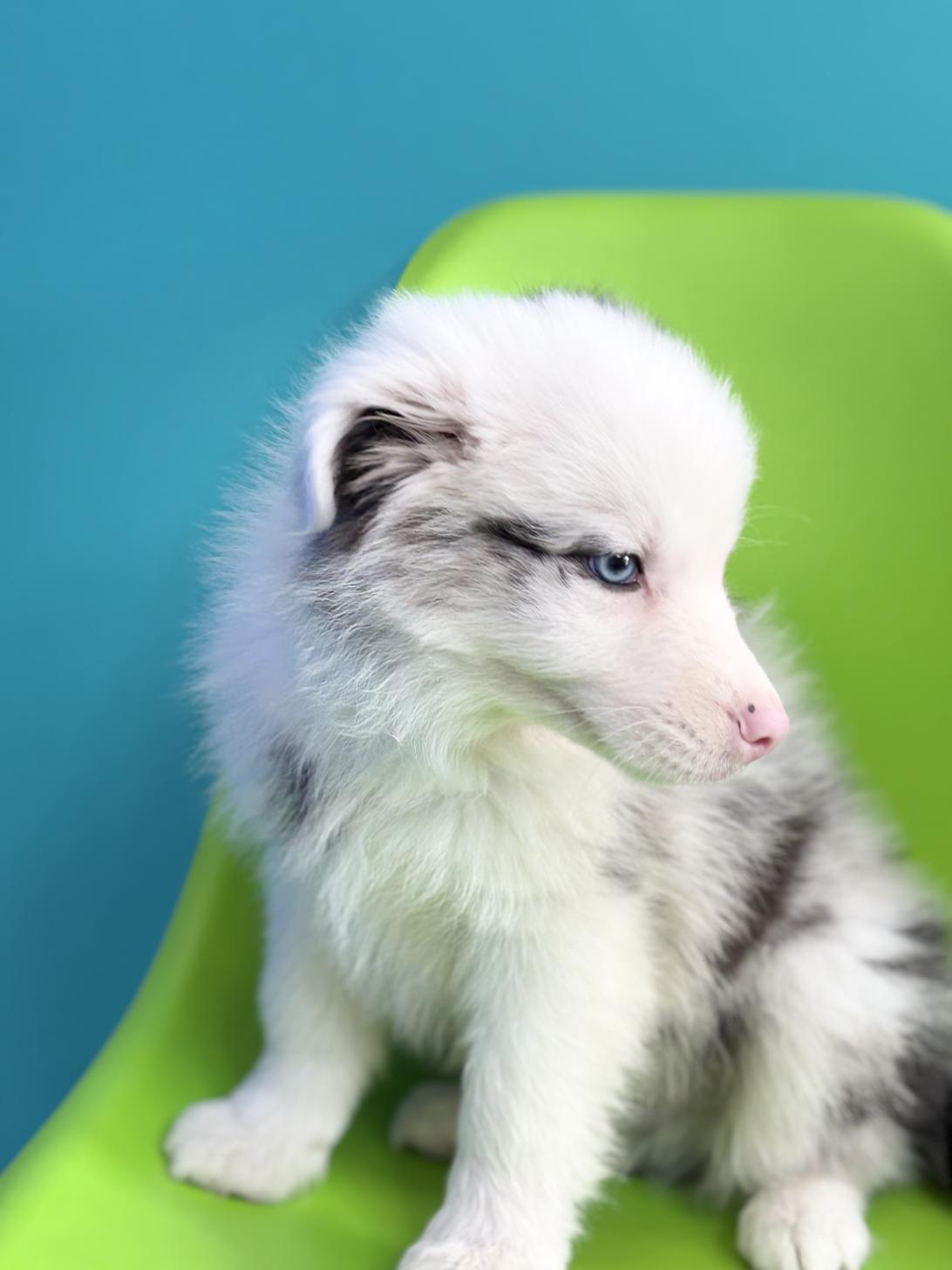 埼玉県のボーダーコリー (ペッツスマイル加須インター店/2025年12月6日生まれ/男の子/ブルーマール)の子犬の4枚目の画像