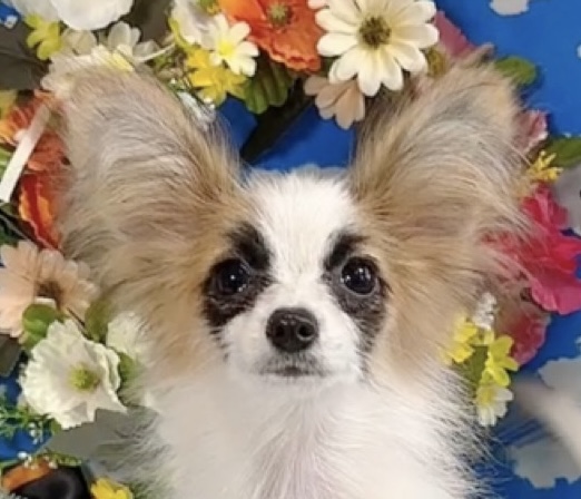 千葉県のパピヨン (Breeder & Petsalon MAU/2025年4月27日生まれ/女の子/ホワイトレッド)の子犬の1枚目の画像