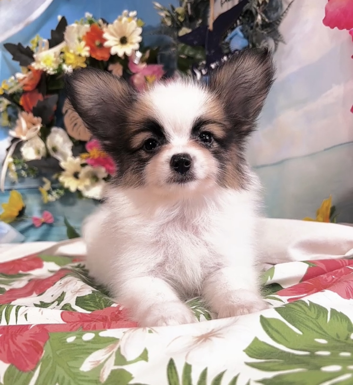 千葉県のパピヨン (Breeder & Petsalon MAU/2025年4月27日生まれ/女の子/ホワイトレッド)の子犬の2枚目の画像