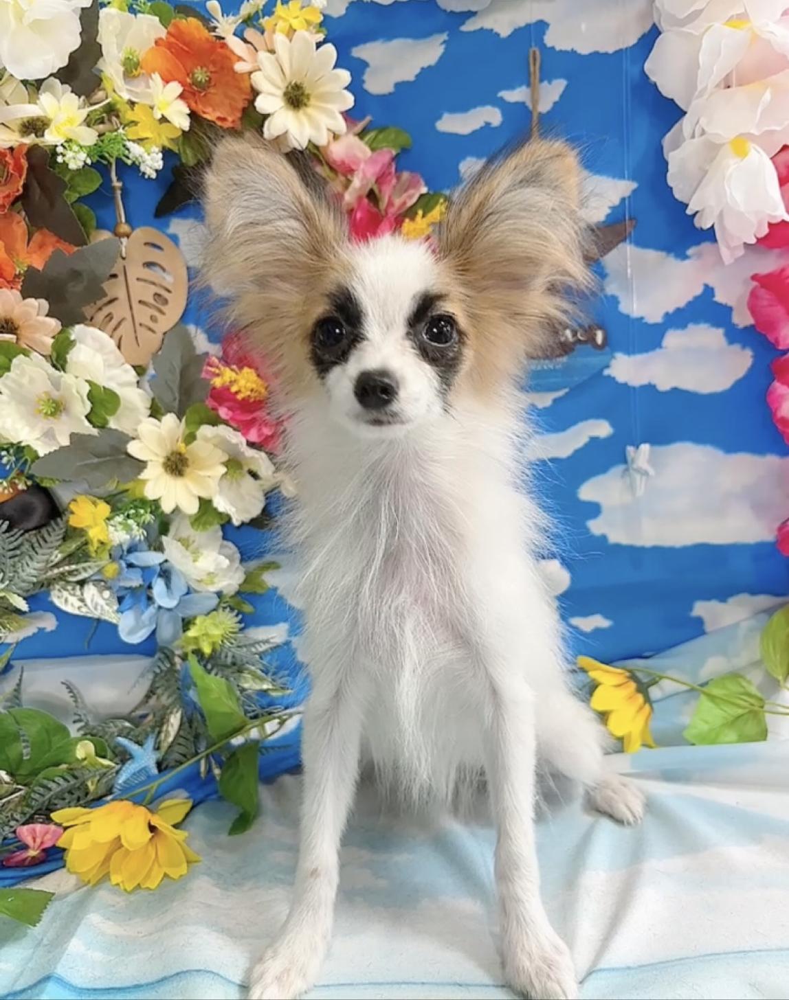 千葉県のパピヨン (Breeder & Petsalon MAU/2025年4月27日生まれ/女の子/ホワイトレッド)の子犬の2枚目の画像