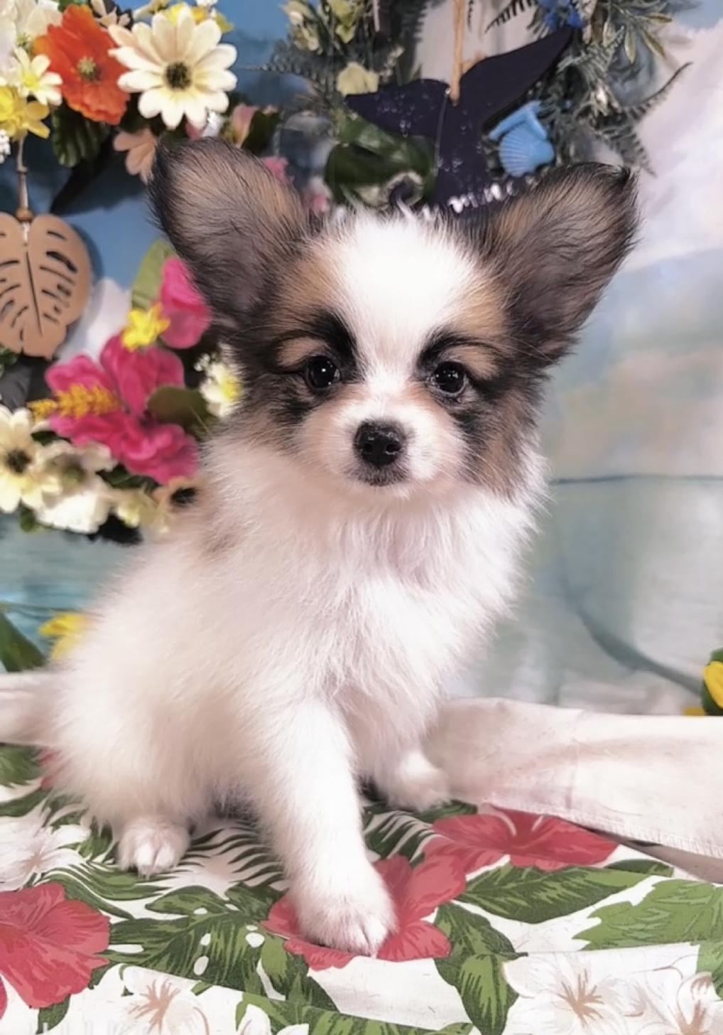 千葉県のパピヨン (Breeder & Petsalon MAU/2025年4月27日生まれ/女の子/ホワイトレッド)の子犬の3枚目の画像