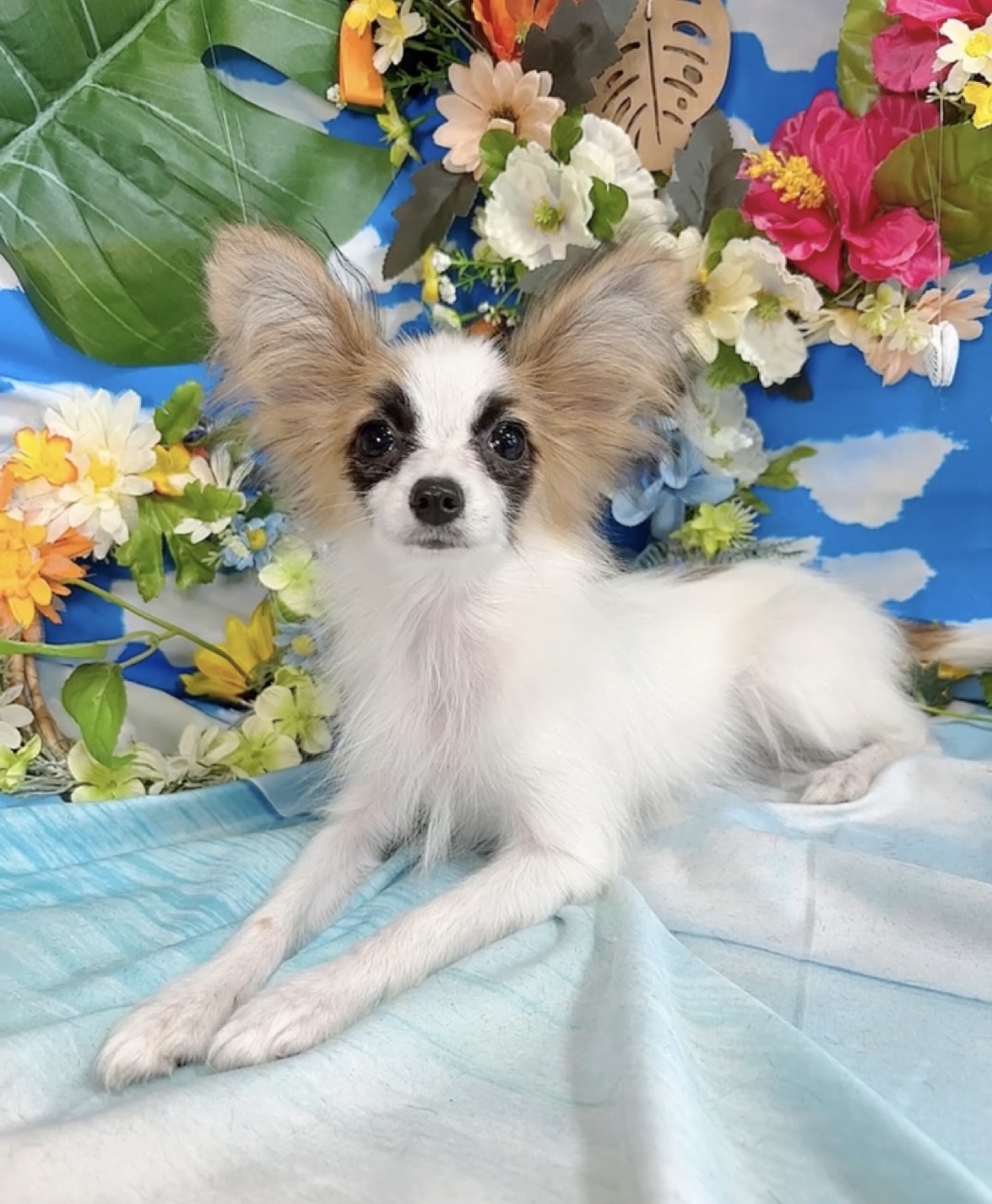 千葉県のパピヨン (Breeder & Petsalon MAU/2025年4月27日生まれ/女の子/ホワイトレッド)の子犬の3枚目の画像