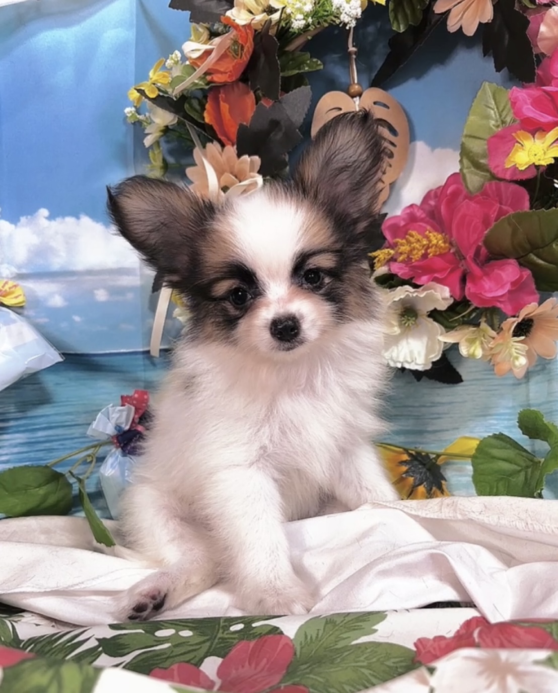 千葉県のパピヨン (Breeder & Petsalon MAU/2025年4月27日生まれ/女の子/ホワイトレッド)の子犬の4枚目の画像