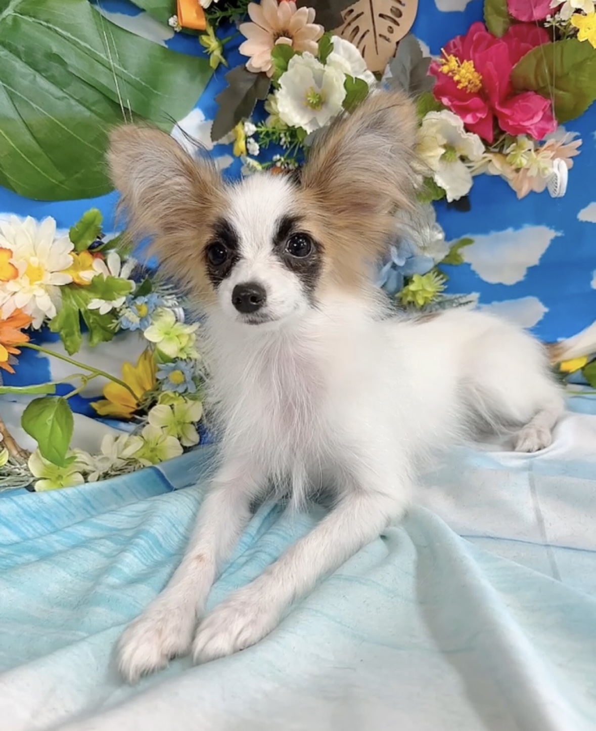 千葉県のパピヨン (Breeder & Petsalon MAU/2025年4月27日生まれ/女の子/ホワイトレッド)の子犬の4枚目の画像