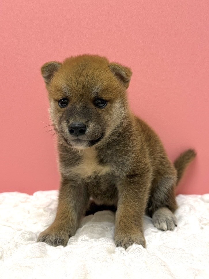 大阪府の柴犬(標準サイズ) (ペットプラザ大東御領店/2026年7月2日生まれ/男の子/レッド)の子犬の1枚目の画像