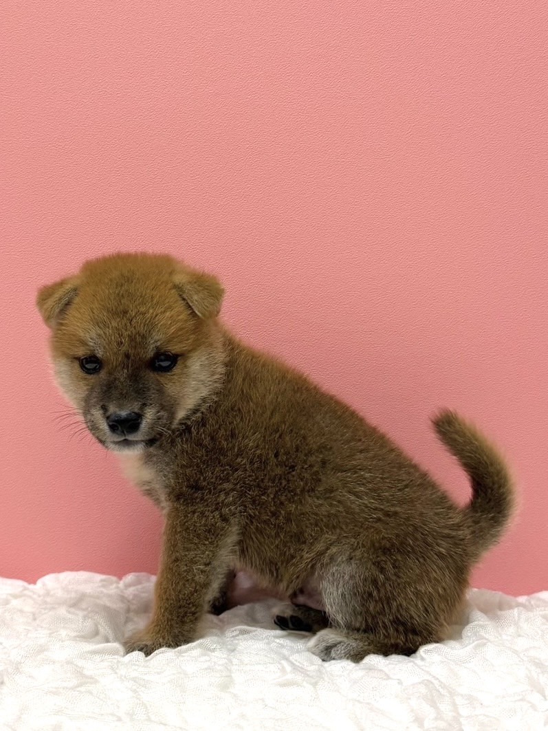 大阪府の柴犬(標準サイズ) (ペットプラザ大東御領店/2026年7月2日生まれ/男の子/レッド)の子犬の2枚目の画像