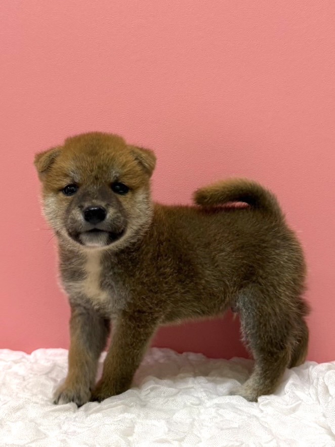 大阪府の柴犬(標準サイズ) (ペットプラザ大東御領店/2026年7月2日生まれ/男の子/レッド)の子犬の3枚目の画像